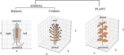 Size-correlated polymorphisms in phyllotaxis-like periodic and symmetric tentacle arrangements in hydrozoan Coryne uchidai